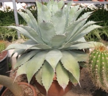 agave_attuatu.